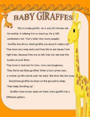 BABY GIRAFFES