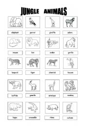 English Worksheet: jungle animals