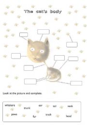 English worksheet: The cats body