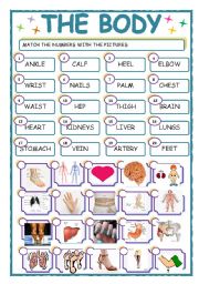 English Worksheet: the body