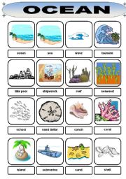 English Worksheet: Ocean Vocabulary
