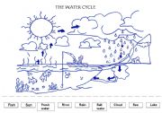 English Worksheet: The water cycle