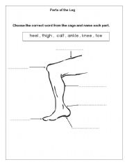 English worksheet: Parts of the Leg