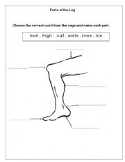 English Worksheet: Parts of the Leg