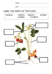 English Worksheet: PARTS OF A PLANT