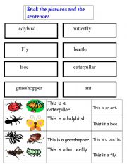 English Worksheet: cut and stick insects/sentences