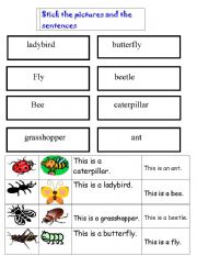 English worksheet: cut and stick insects/sentences