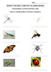 English worksheet: Insects Identification