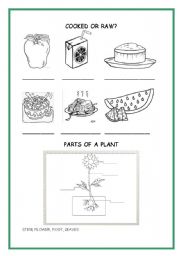 English worksheet: FOOD TYPE AND ORIGIN