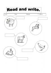 English worksheet: animals