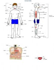 English Worksheet: Human Body
