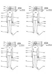 English Worksheet: human body