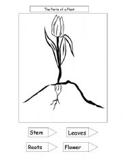 parts of a plant