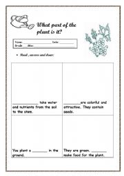 English Worksheet: What part of the plant is it ?