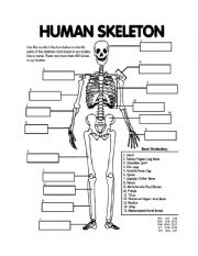 English Worksheet: Skeletal System