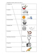 English Worksheet: Present Simple