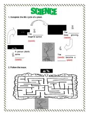 English Worksheet: LIFE CYCLE OF A PLANT