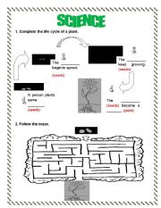 LIFE CYCLE OF A PLANT