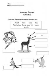 English worksheet: an imals