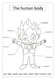 English Worksheet: the human body