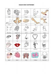 English Worksheet: human body