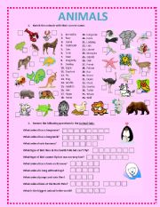 ANIMALS ACTIVITIES