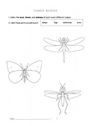English worksheet: Insect Bodies