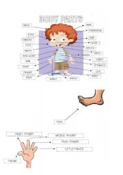 English Worksheet: Body parts pictionary