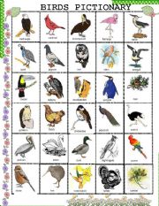 Birds name vocabulary