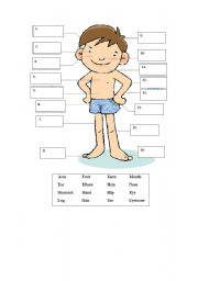 English Worksheet: body