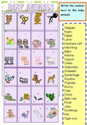 English Worksheet: baby animals