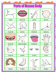 English Worksheet: Human body pictionary