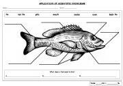 Fish Parts Labeling 