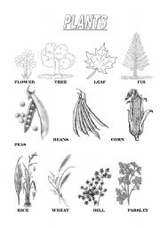 English Worksheet: Plants