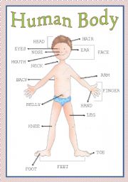 English Worksheet: The Human Body  -  **fully editable**