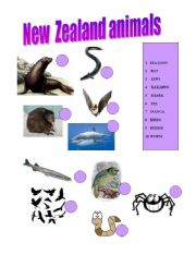 English worksheet: New Zealand- Animals