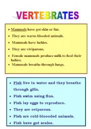 English Worksheet: VERTEBRATES