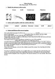 English worksheet: The Blue Whale