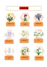 English worksheet: Flowers