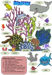 Sea Animals