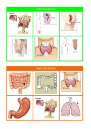 English Worksheet: ORGANS BINGO part 2