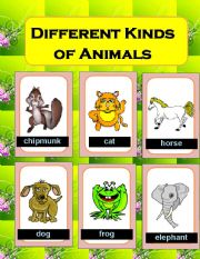 Different kinds of Animals