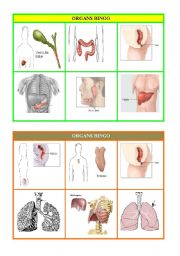English Worksheet: ORGANS BINGO part 3