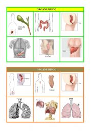 English Worksheet: ORGANS BINGO part 3