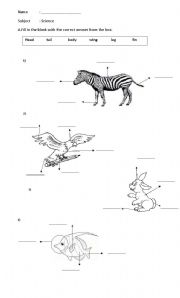 English Worksheet: animal parts-how they move