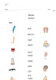 English Worksheet: body