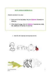 English worksheet: How animals reproduce