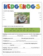 Hedghogs