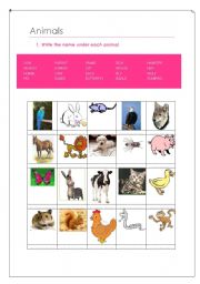 English Worksheet: Animals classification