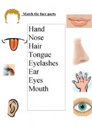English Worksheet: Match the face parts